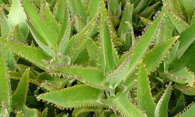 Tintura de Kalanchoe para el tratamiento de las venas varicosas